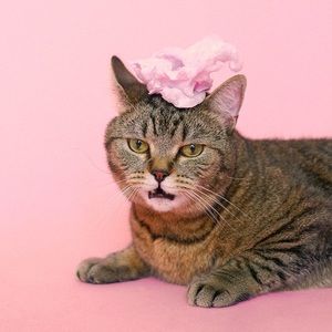 Meet your Posher, Sue